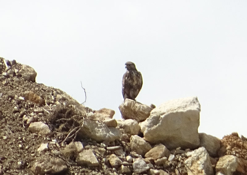 Foto brutte 8.....Buteo buteo - Accipitridae